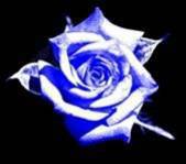 rossse